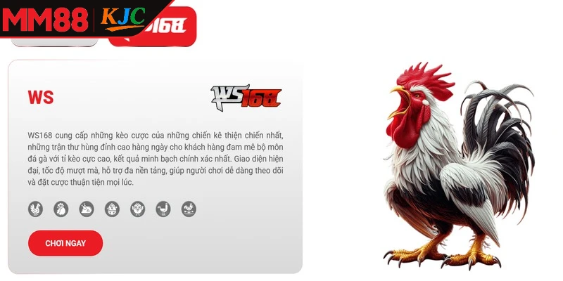 Hướng dẫn tham gia đá gà MM88 dành cho người mới